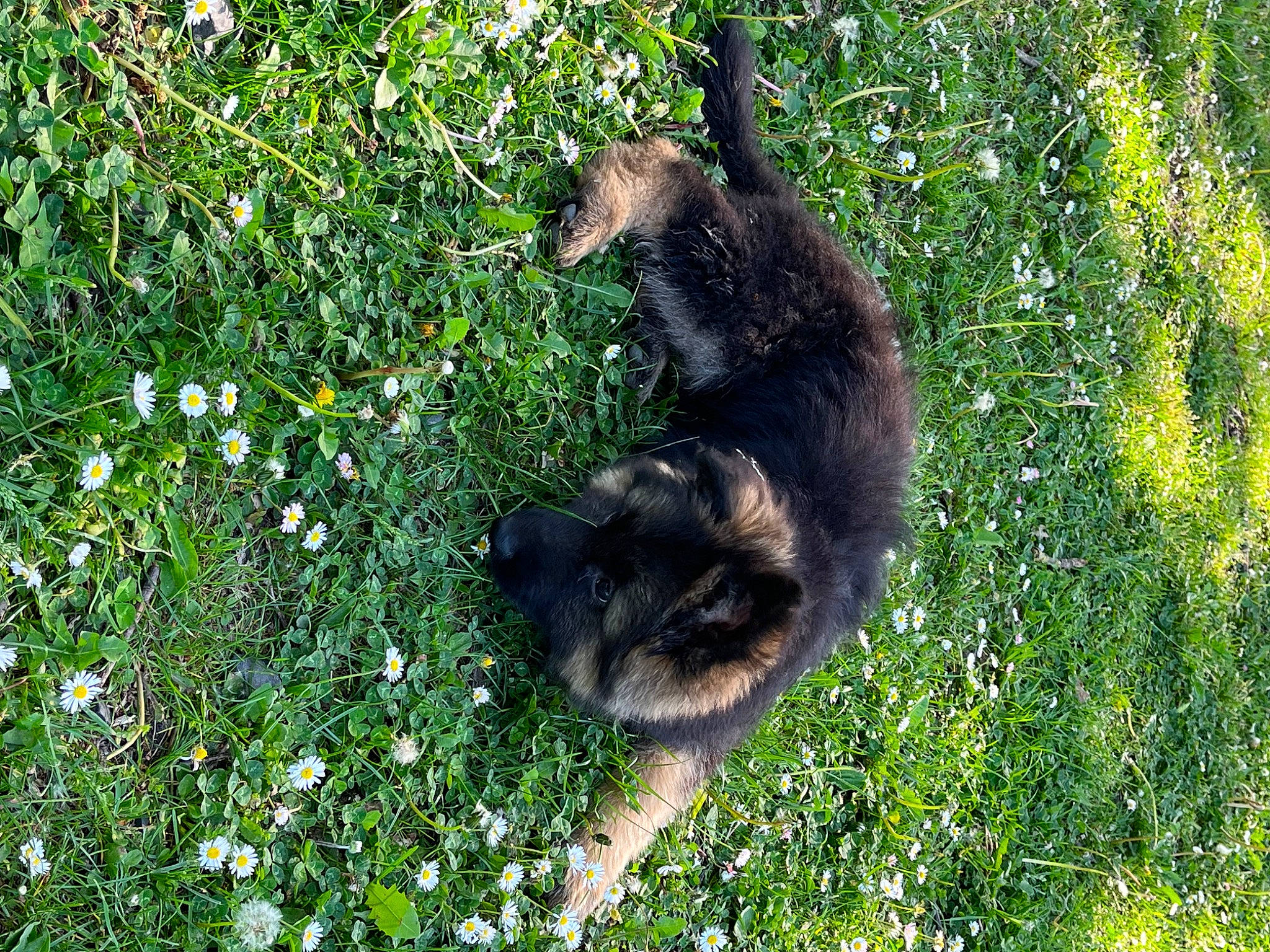 Tchaze participe au concours pour gagner de l'argent avec cette photo : canidae, carnivore, cat, dog_breed, domestic_short_haired_cat, felidae, flower, fur, grass, groundcover, herbaceous_plant, plant, shrub, small_to_medium_sized_cats, sporting_group, tail, terrestrial_animal, tree, wildlife