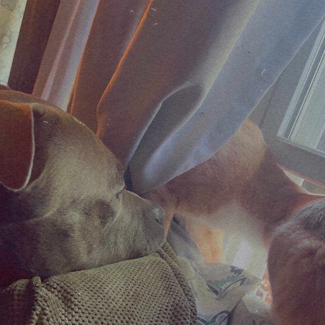 Lucifer joined the competition — help win amazing prizes! animal, beagle, blanket, bulldog, canine, chair, couch, curtain, cushion, dog, furniture, homedecor, hound, linen, person, pet, pitbull, puppy, sleeping, window