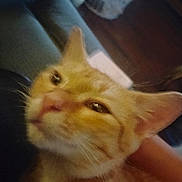 Garfield is registered to the contest to win money with this photo: animal, background, blurred, cat, close_up, couch, cozy, cute, domestic_animal, ears, face, feline, fur, ginger_cat, household, indoor, mammal, pet, relaxed, whiskers