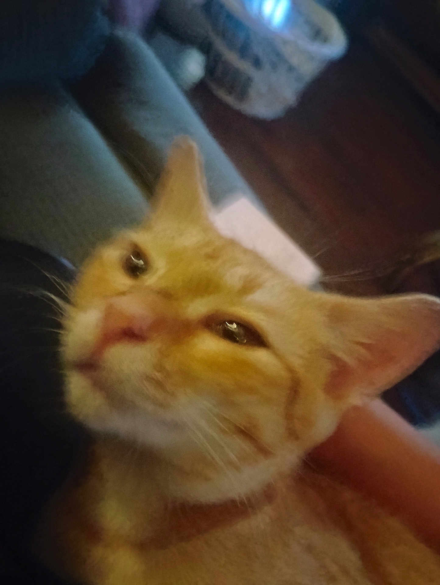 Garfield