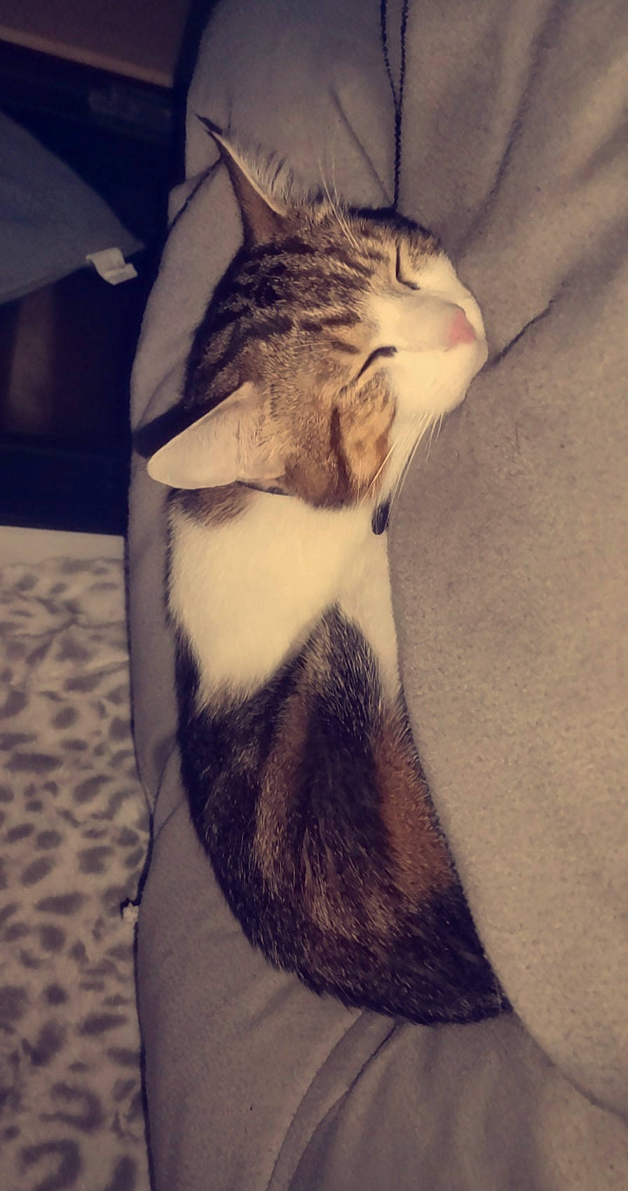 Simba participe au concours pour gagner de l'argent avec cette photo : carnivore, cat, cloud, comfort, domestic_short_haired_cat, ear, felidae, fur, gesture, grey, human_leg, jaw, leg, mammal, paw, small_to_medium_sized_cats, snout, tail, vertebrate, whiskers