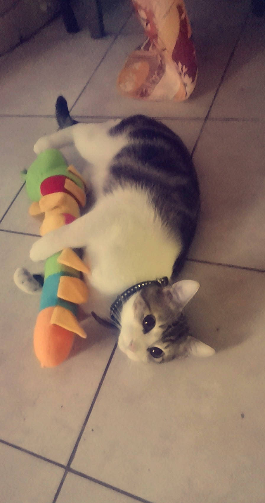 Simba a rejoint le concours — aidez-le/la à gagner de superbes lots ! carnivore, cat, cloud, comfort, companion_dog, dog_breed, domestic_short_haired_cat, ear, fawn, felidae, flooring, foot, fur, mammal, paw, small_to_medium_sized_cats, snout, tail, vertebrate, whiskers