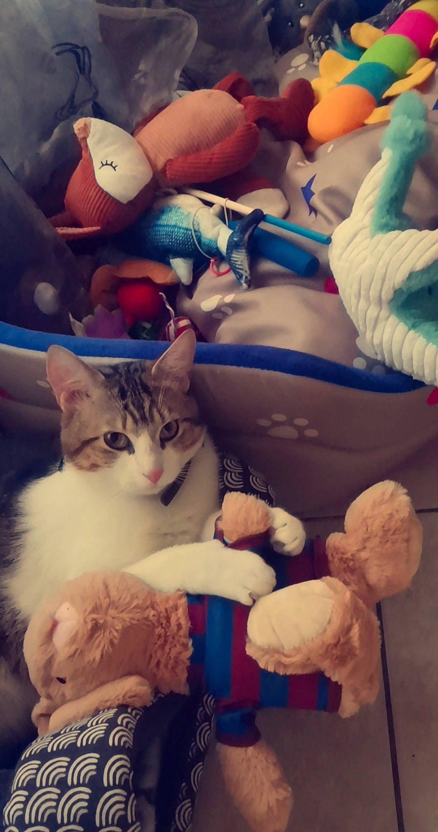 Simba participe au concours pour gagner de l'argent avec cette photo : carnivore, cat, cloud, comfort, domestic_short_haired_cat, felidae, fur, linens, mammal, pattern, paw, sky, small_to_medium_sized_cats, stuffed_toy, tail, textile, toy, vertebrate, whiskers, white