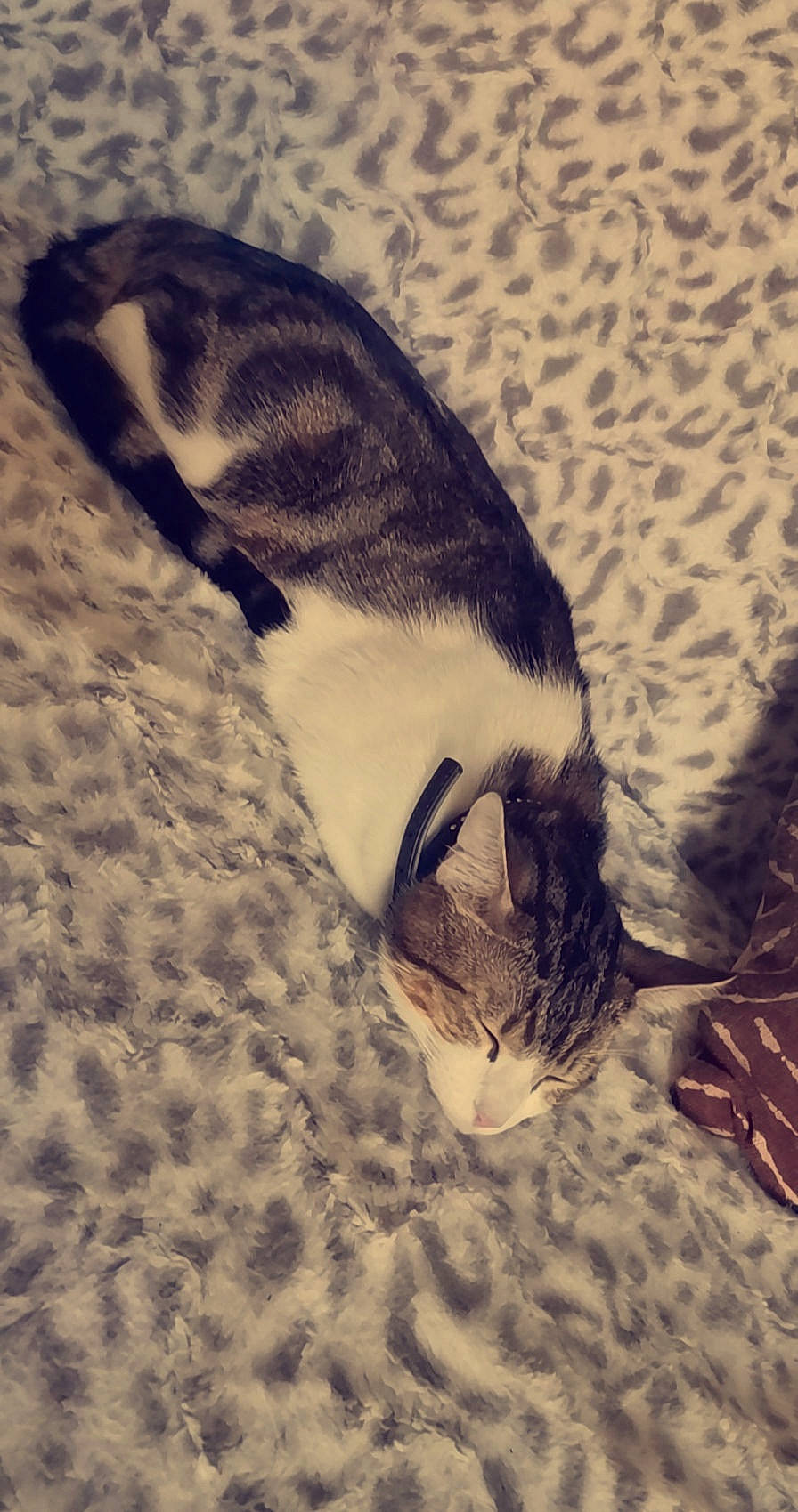 Simba participe au concours pour gagner de l'argent avec cette photo : carnivore, cat, domestic_short_haired_cat, felidae, flightless_bird, fur, grass, landscape, nap, paw, sand, shadow, sleep, small_to_medium_sized_cats, snout, tail, terrestrial_animal, whiskers, wildlife, wood