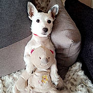 Cookie a rejoint le concours — aidez-le/la à gagner de superbes lots ! animal, blanket, companion, couch, cute, dog, domestic, fur, home, indoor, lying_down, pet, pillow, plush_toy, relaxed, snuggle, soft_texture, stuffed_toy, teddy_bear, white_dog