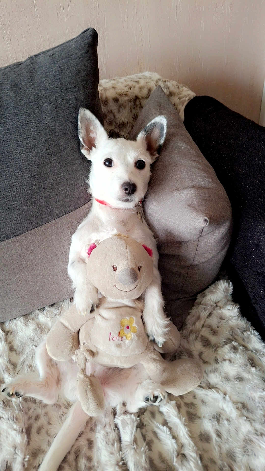 Cookie