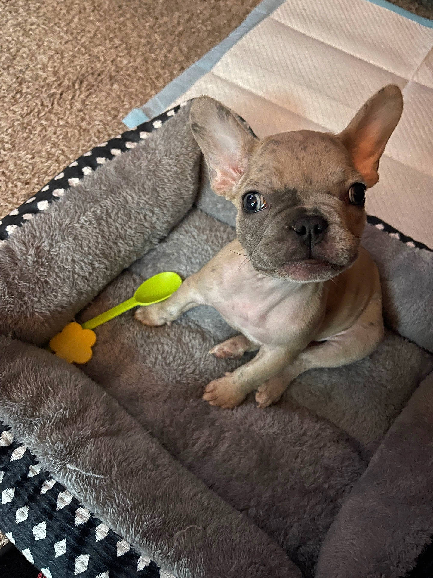 Zahara joined the competition — help win amazing prizes! animal, ball, blanket, boxer, bulldog, canine, couch, cutlery, dog, dogbed, frenchbulldog, furniture, pet, pitbull, puppy, quilt, spoon, sport, tennis, tennisball