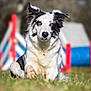 agility, agility_equipment, animal, black_and_white, blue_eyes, blurred_background, border_collie, closeup, dog, ears_up, fur, grass, nature, outdoor, pet, portrait, shallow_depth_of_field, sports, tongue_out