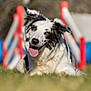 Sun a rejoint le concours — aidez-le/la à gagner de superbes lots ! agility_course, animal, blue_eyes, bokeh, border_collie, canine, close_up, dog, fur, grass, happy, head_tilt, lying_down, obstacle, outdoors, pet, playful, portrait, shallow_depth_of_field, tongue_out