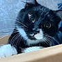 cat, tuxedo_cat, black_and_white, whiskers, curious, close_up, pet, animal, indoor, cardboard_box, feline, cute, playful, eyes, nose, paw, fur, portrait, looking, domestic_cat