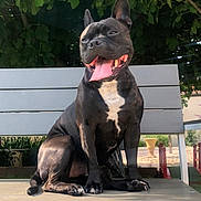 Saincyr a rejoint le concours — aidez-le/la à gagner de superbes lots ! dog, black_dog, bench, outdoor, greenery, leafy_background, tongue_out, happy, pet, canine, sitting, sunlight, garden, nature, animal, domestic_animal, portrait, fur, ears, paw