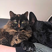 Mie participe au concours pour gagner de l'argent avec cette photo : cat, dog, tortoiseshell_cat, black_dog, pet, snuggling, couch, indoor, relaxation, closeup, fur, animal, companion, sleepy, resting, cute, friendship, domestic, cozy, home