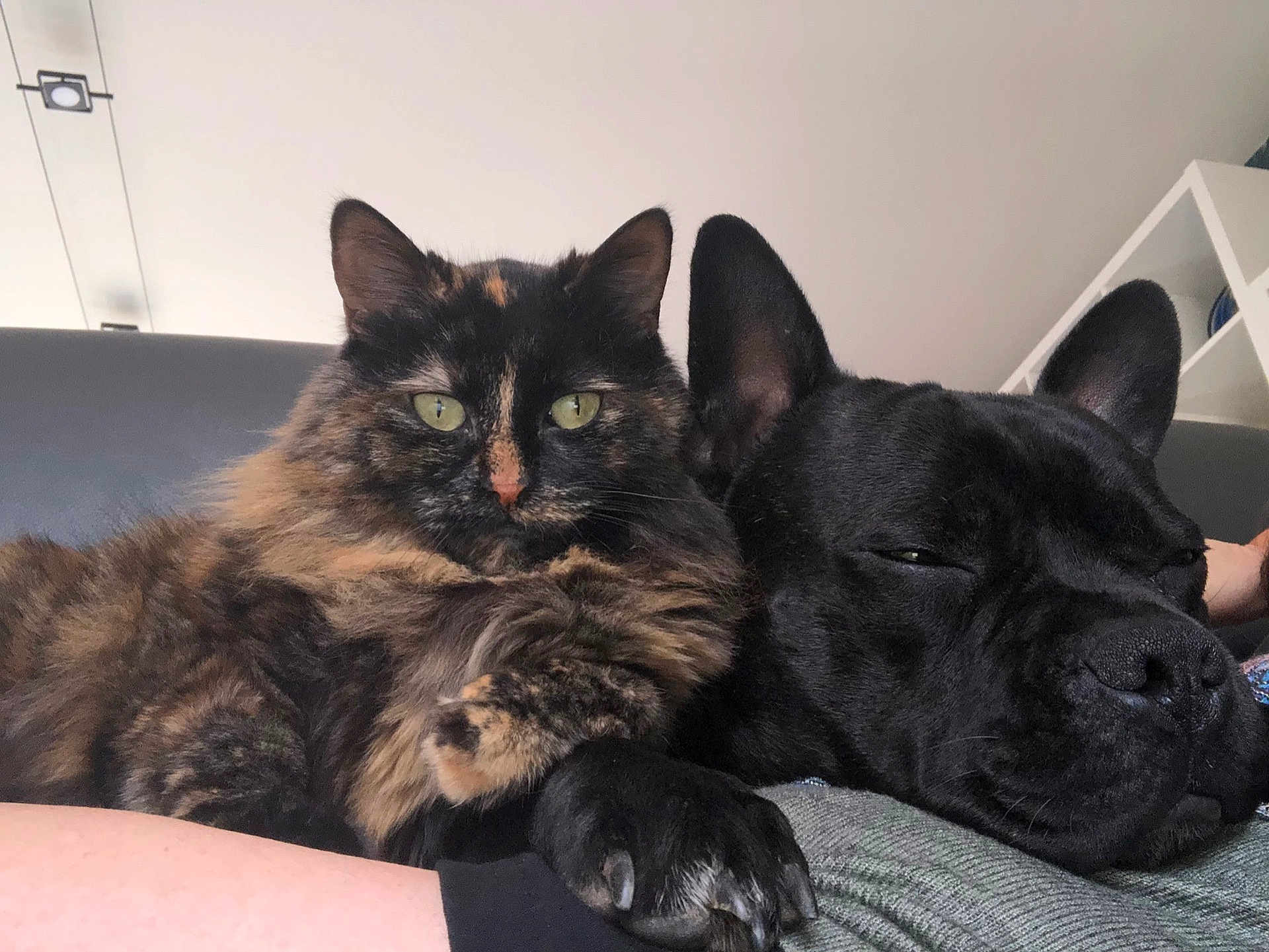 Mie participe au concours pour gagner de l'argent avec cette photo : cat, dog, tortoiseshell_cat, black_dog, pet, snuggling, couch, indoor, relaxation, closeup, fur, animal, companion, sleepy, resting, cute, friendship, domestic, cozy, home