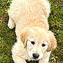 Abby participe au concours pour gagner de l'argent avec cette photo : dog, puppy, golden_retriever, fur, grass, mud, cute, portrait, pet, eyes, nose, paws, laying, playful, wet_fur, young, nature, animal, close_up, outdoor