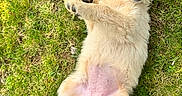 Abby participe au concours pour gagner de l'argent avec cette photo : belly, canine, closeup, collar, dog, fur, golden_retriever, grass, happy, lawn, lying_on_back, mouth_open, nature, outdoor, paws, pet, playful, puppy, relaxed, summer