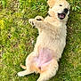 Abby participe au concours pour gagner de l'argent avec cette photo : dog, puppy, golden_retriever, grass, outdoor, lying_on_back, belly, paws, happy, playful, mouth_open, fur, pet, canine, collar, lawn, nature, closeup, relaxed, summer