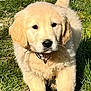 golden_retriever, puppy, dog, grass, outdoor, portrait, fur, nose, paws, collar, leash, tail, eyes, ears, sunlight, cute, standing, closeup, nature, playful