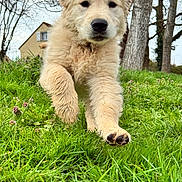 Abby participe au concours pour gagner de l'argent avec cette photo : close_up, cute, dog, ears, fur, golden_retriever, grass, green, house, lawn, motion, nature, outdoors, paw, playful, portrait, puppy, running, spring, trees