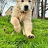 close_up, cute, dog, ears, fur, golden_retriever, grass, green, house, lawn, motion, nature, outdoors, paw, playful, portrait, puppy, running, spring, trees