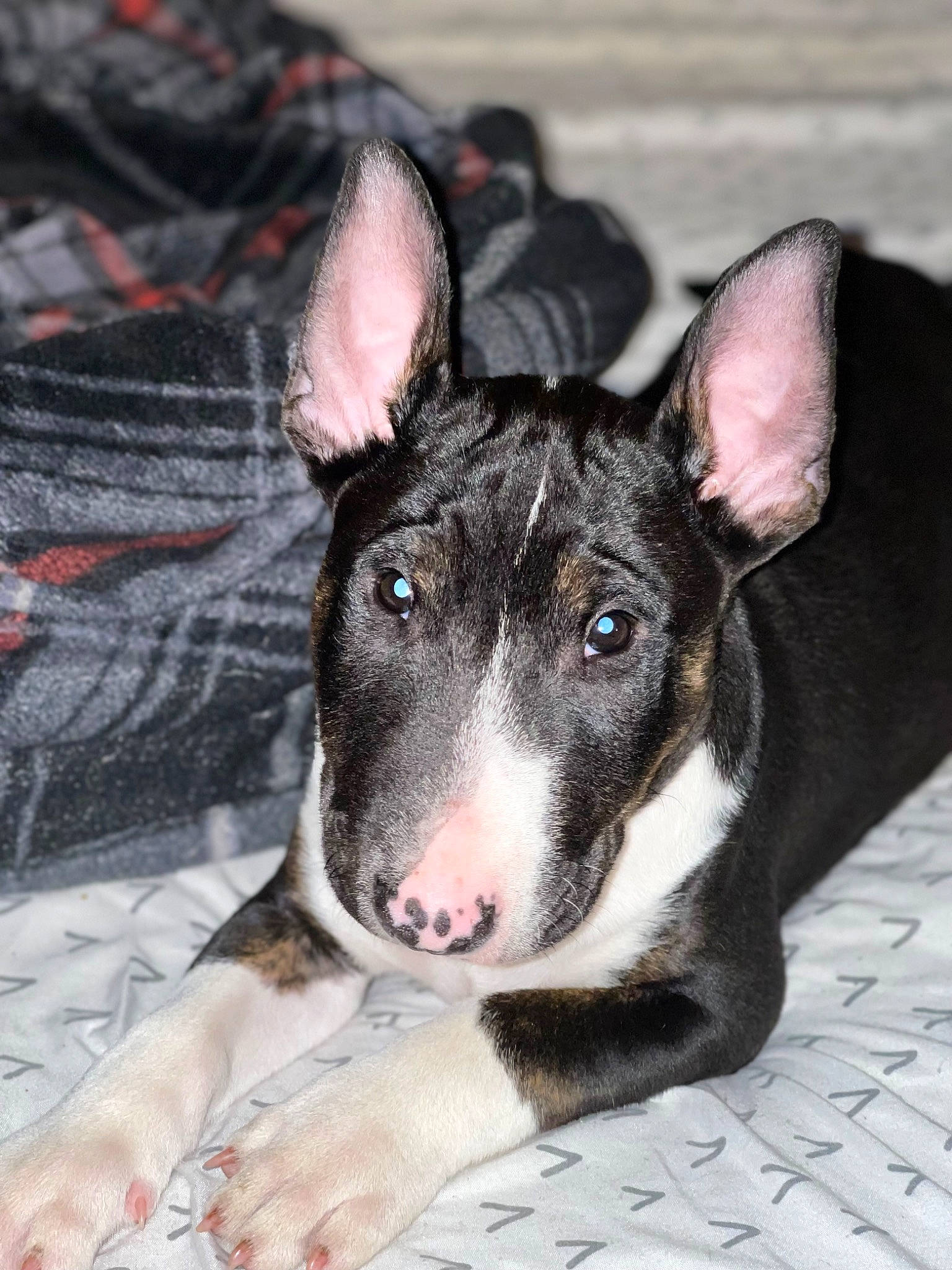 Bruce Wayne is registered to the contest to win money with this photo: ancient_dog_breeds, canidae, carnivore, collar, comfort, companion_dog, dog, dog_breed, fur, herding_dog, mcnab, non_sporting_group, pattern, paw, puppy, sporting_group, terrestrial_animal, whiskers, working_animal, working_dog