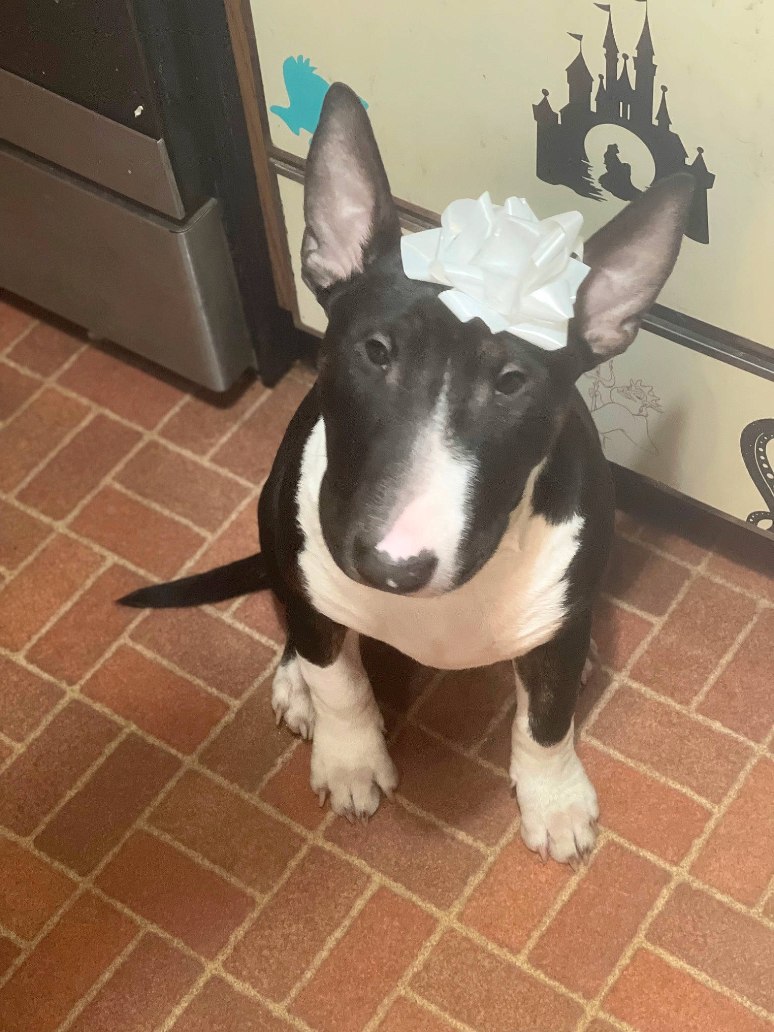 Bruce Wayne joined the competition — help win amazing prizes! art, canidae, carnivore, collar, companion_dog, dog, dog_breed, dog_collar, ear, fawn, floor, flooring, fur, snout, sporting_group, tail, tile_flooring, whiskers, wood, working_animal