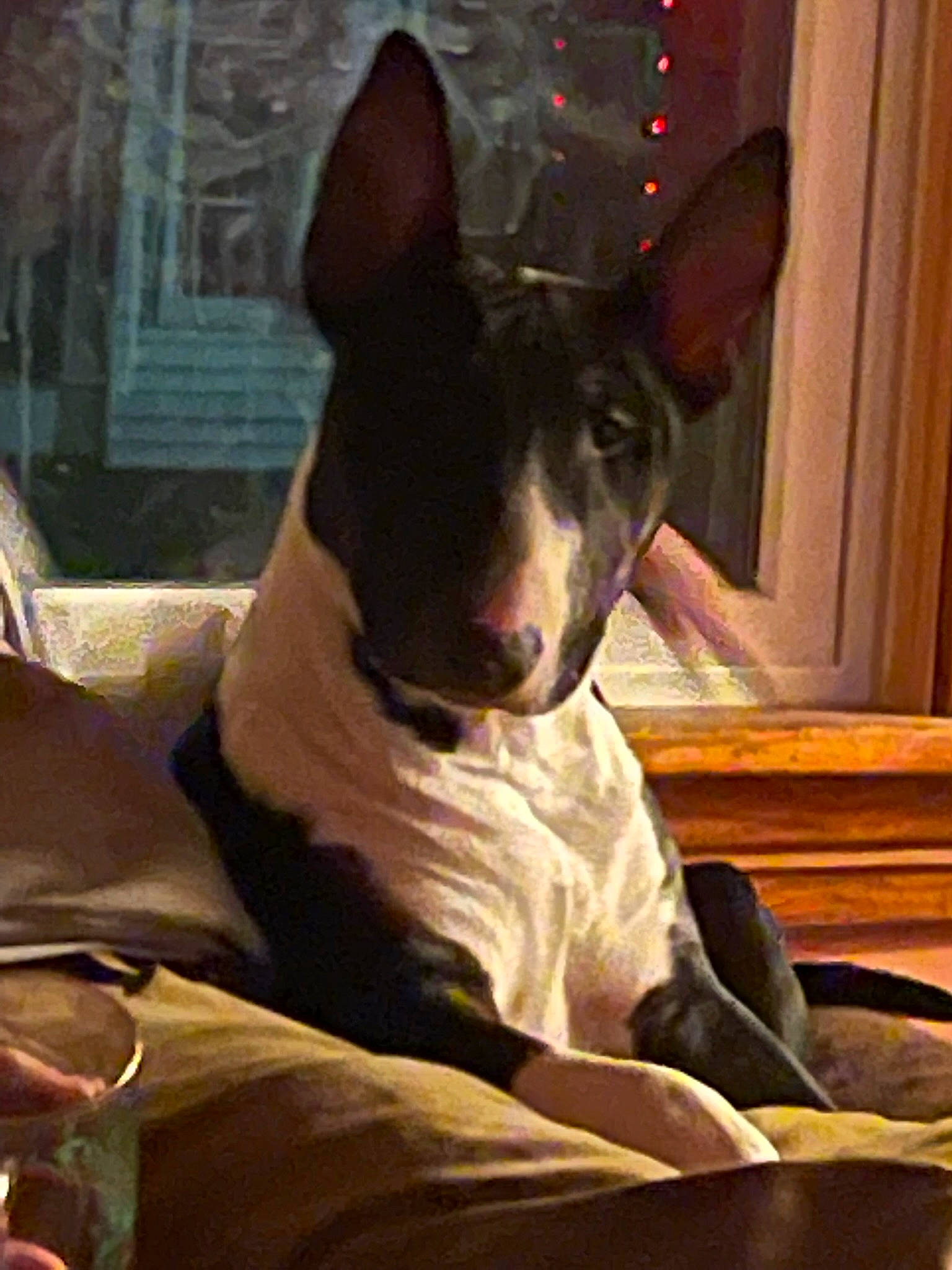 Bruce Wayne joined the competition — help win amazing prizes! canidae, carnivore, collar, comfort, companion_dog, dog, dog_breed, dog_collar, ear, fawn, guard_dog, non_sporting_group, paw, snout, sporting_group, tableware, terrestrial_animal, whiskers, wine_glass, working_animal