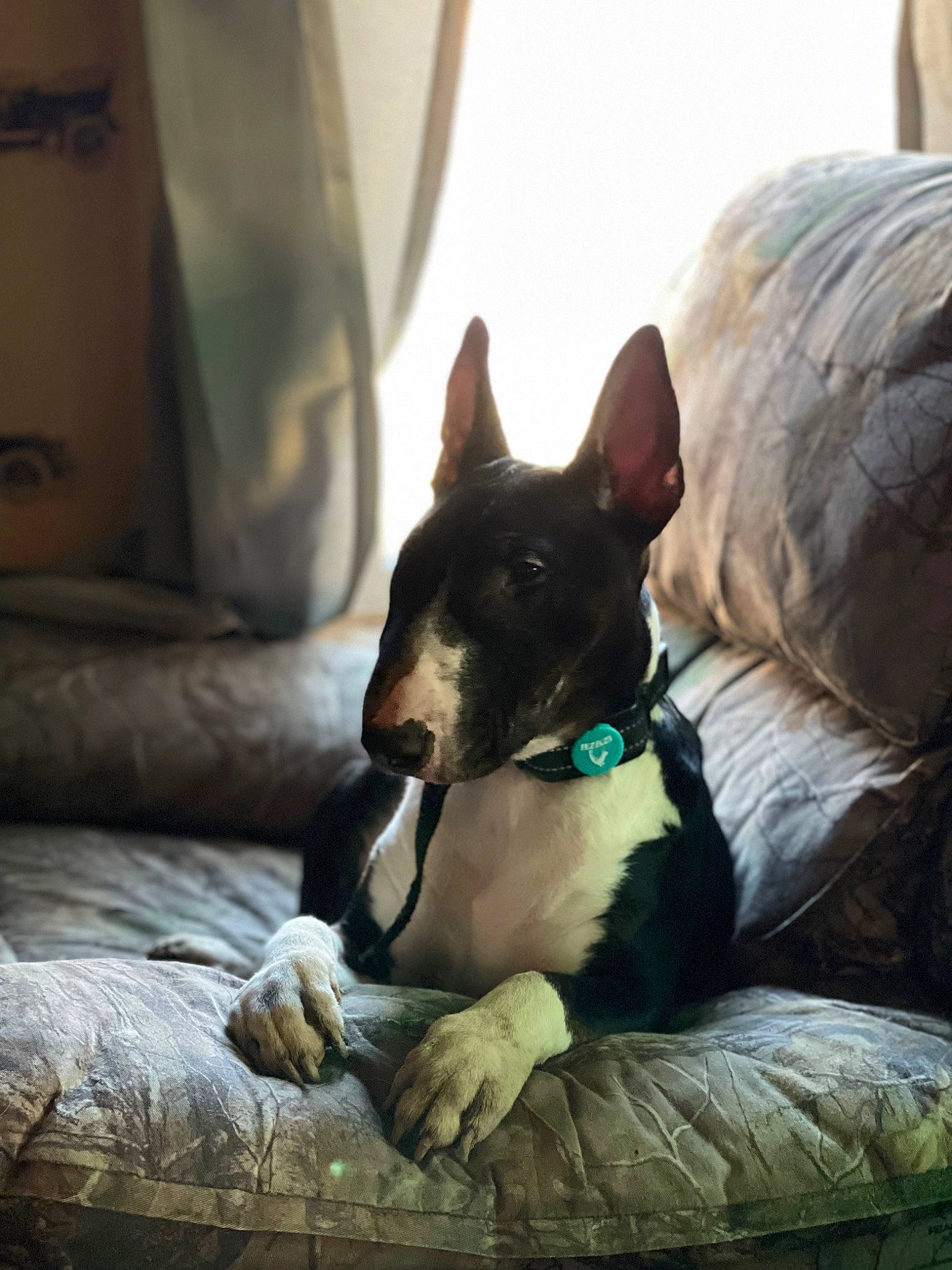 Bruce Wayne joined the competition — help win amazing prizes! canidae, carnivore, comfort, companion_dog, couch, dog, dog_breed, dog_supply, fawn, felidae, fur, herding_dog, linens, nap, sitting, sporting_group, toy_dog, whiskers, working_animal, working_dog