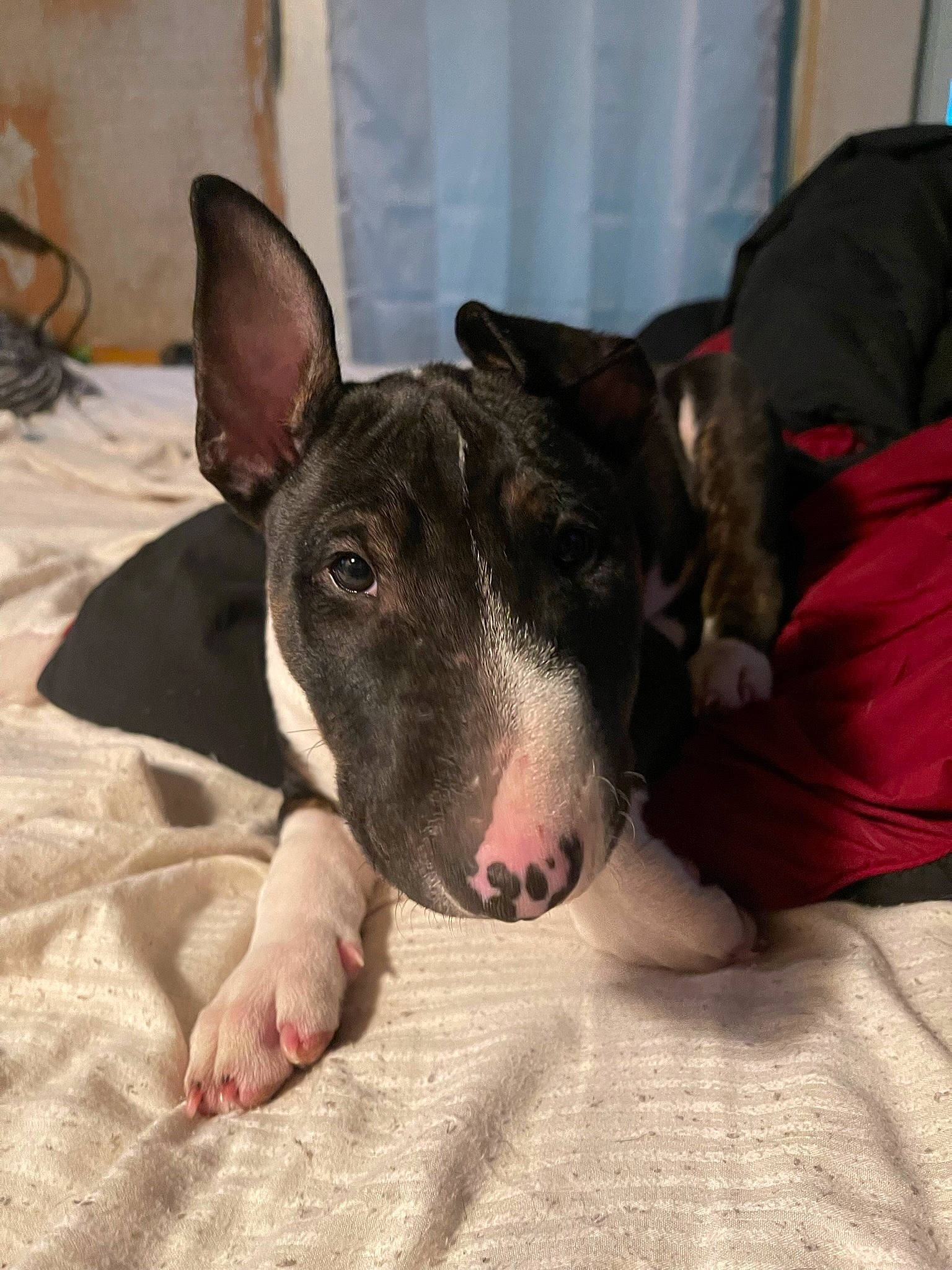 Bruce Wayne is registered to the contest to win money with this photo: bull_terrier, canidae, carnivore, comfort, companion_dog, dog, dog_breed, ear, fawn, non_sporting_group, paw, snout, sporting_group, terrestrial_animal, whiskers, working_animal