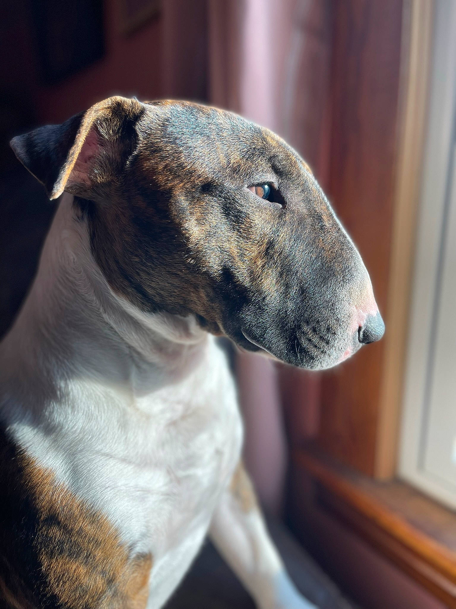 Joker joined the competition — help win amazing prizes! canidae, carnivore, collar, companion_dog, dog, dog_breed, dog_collar, fawn, hunting_dog, magyar_agar, metal, non_sporting_group, rampur_greyhound, sighthound, snout, sporting_group, terrestrial_animal, whiskers, working_animal