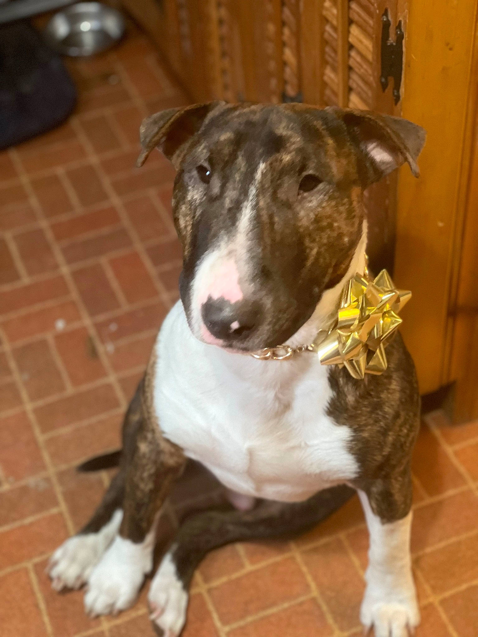 Joker is registered to the contest to win money with this photo: canidae, carnivore, collar, companion_dog, dog, dog_breed, dog_collar, fawn, flooring, non_sporting_group, pet_supply, rampur_greyhound, sighthound, snout, sporting_group, terrestrial_animal, whiskers, working_animal