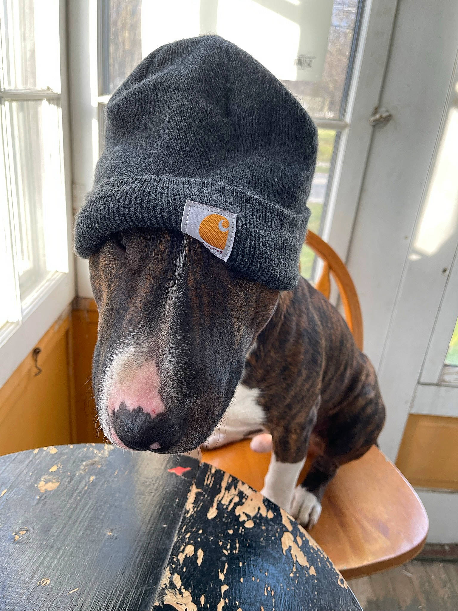 Joker joined the competition — help win amazing prizes! baseball_cap, canidae, cap, carnivore, chair, comfort, companion_dog, dog_breed, fashion_accessory, fawn, flooring, fur, grey, hat, sporting_group, terrestrial_animal, window, wool, woolen, working_animal