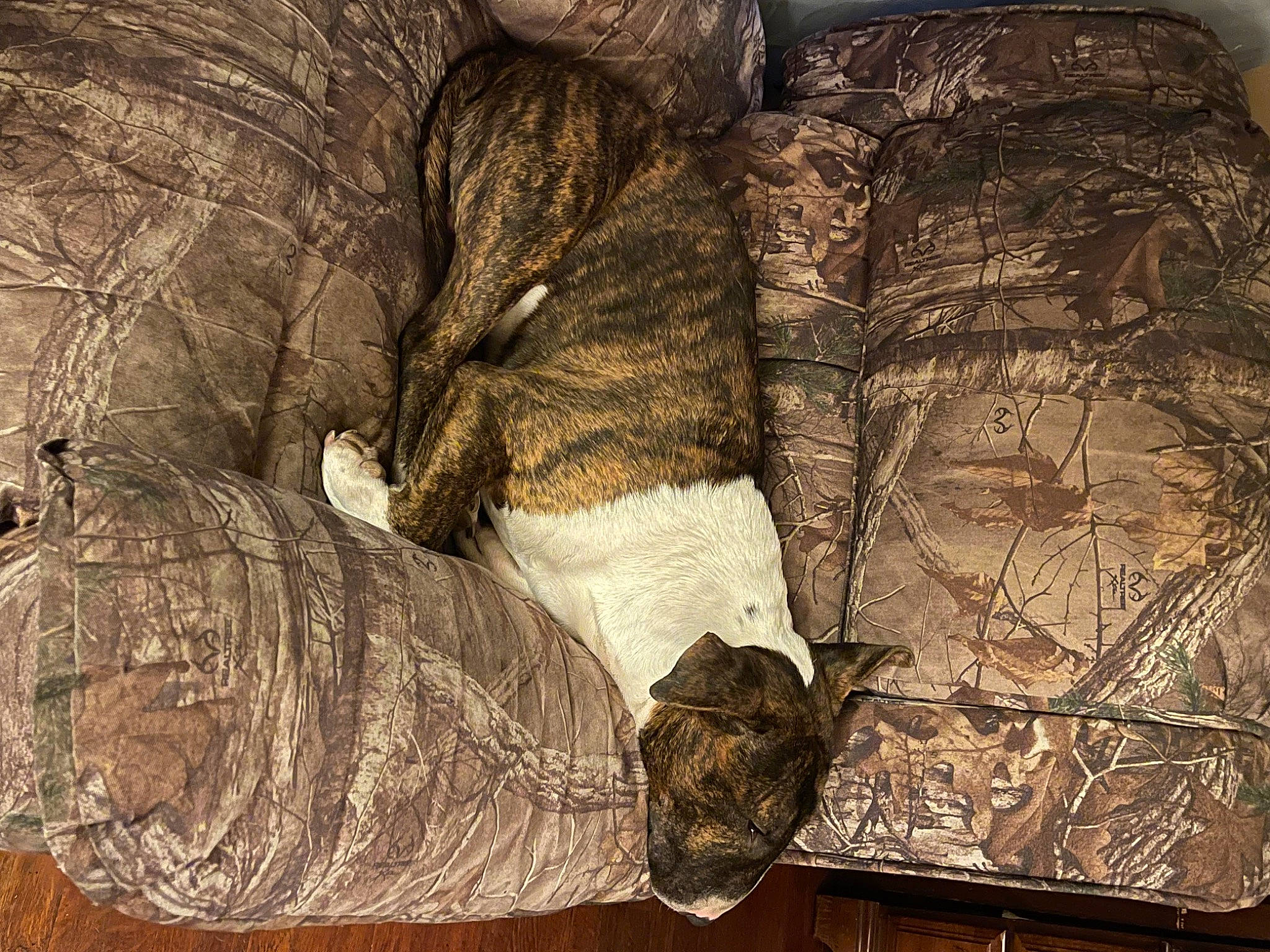 Joker joined the competition — help win amazing prizes! art, comfort, foot, fur, human_leg, illustration, linens, monochrome, monochrome_photography, pattern, sculpture, still_life, still_life_photography, tail, tints_and_shades, tree, trunk, visual_arts, wood, wool