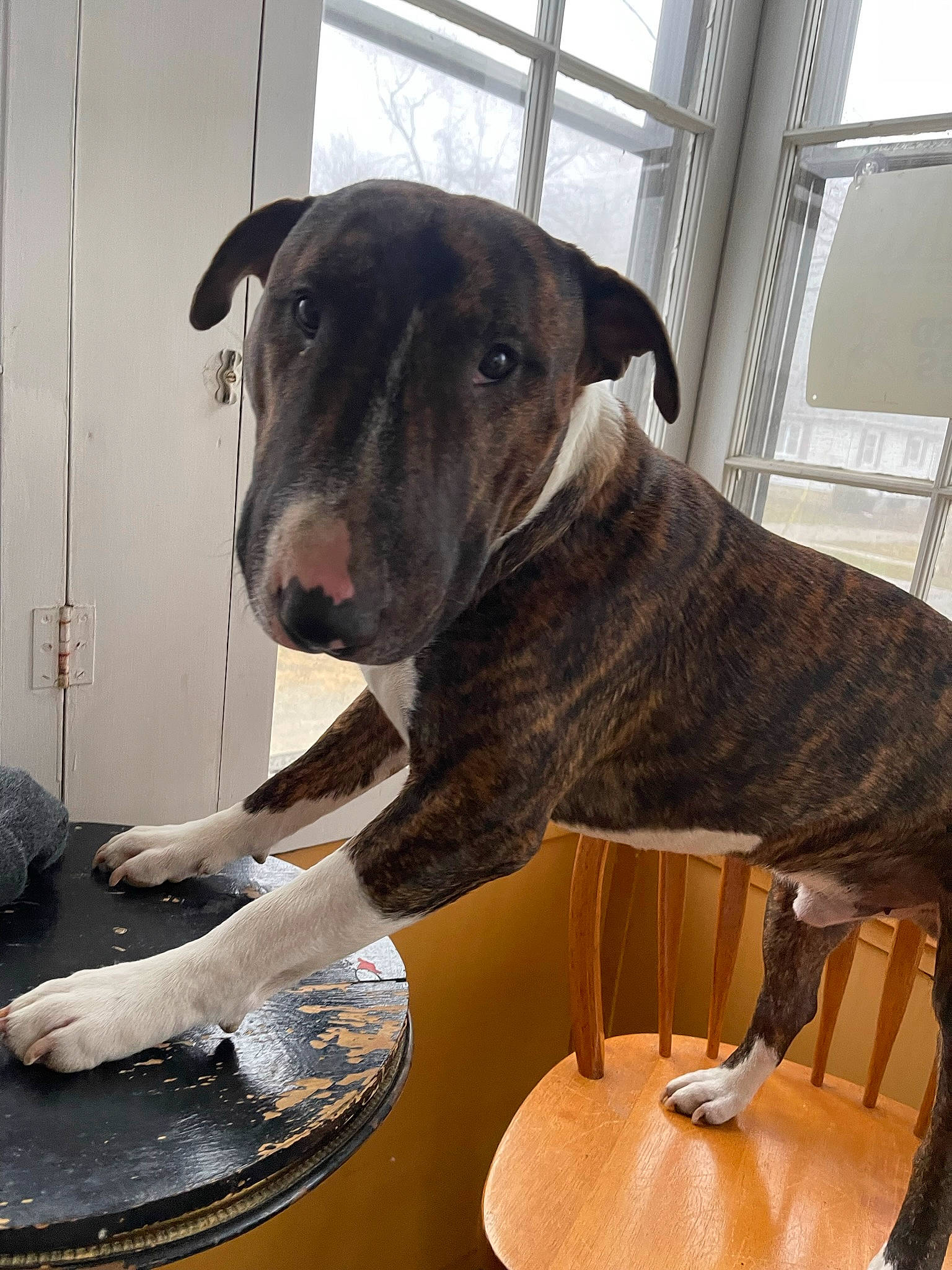 Joker is registered to the contest to win money with this photo: canidae, carnivore, collar, comfort, companion_dog, dog, dog_breed, dog_collar, fawn, fur, guard_dog, metal, molosser, non_sporting_group, pet_supply, snout, sporting_group, window, working_animal, working_dog