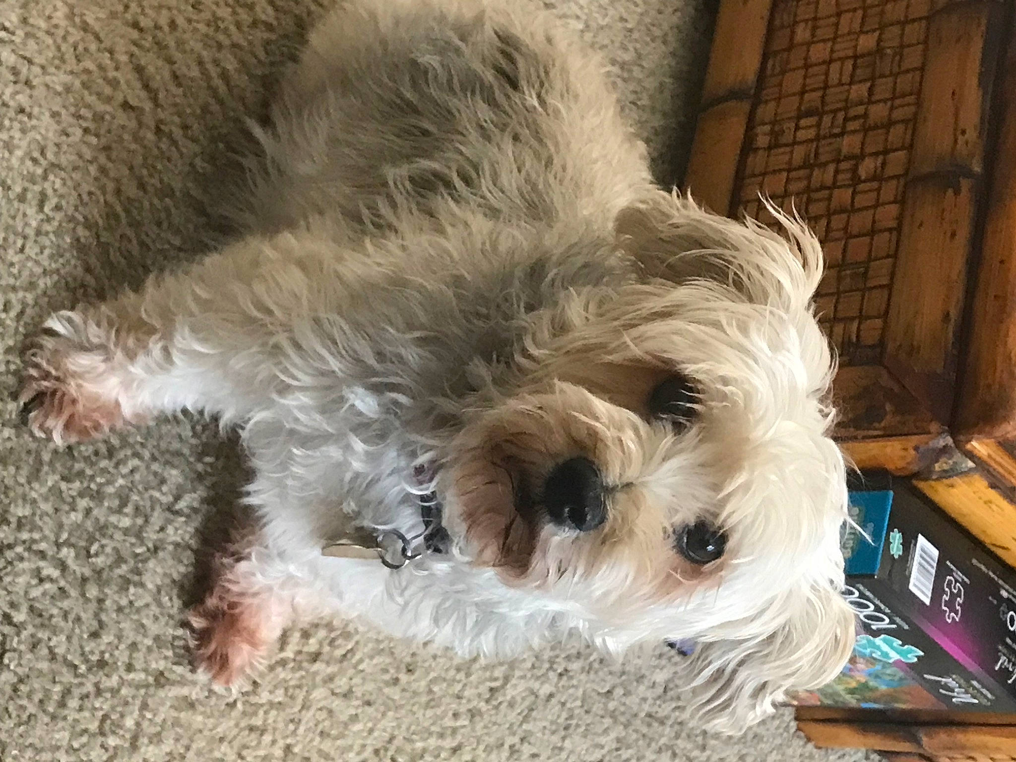 Zoe is registered to the contest to win money with this photo: biewer_terrier, canidae, carnivore, companion_dog, dog, dog_breed, dog_supply, flooring, fur, maltepoo, non_sporting_group, paw, schnauzer, small_terrier, snout, sporting_group, terrier, toy_dog, working_animal, yorkipoo