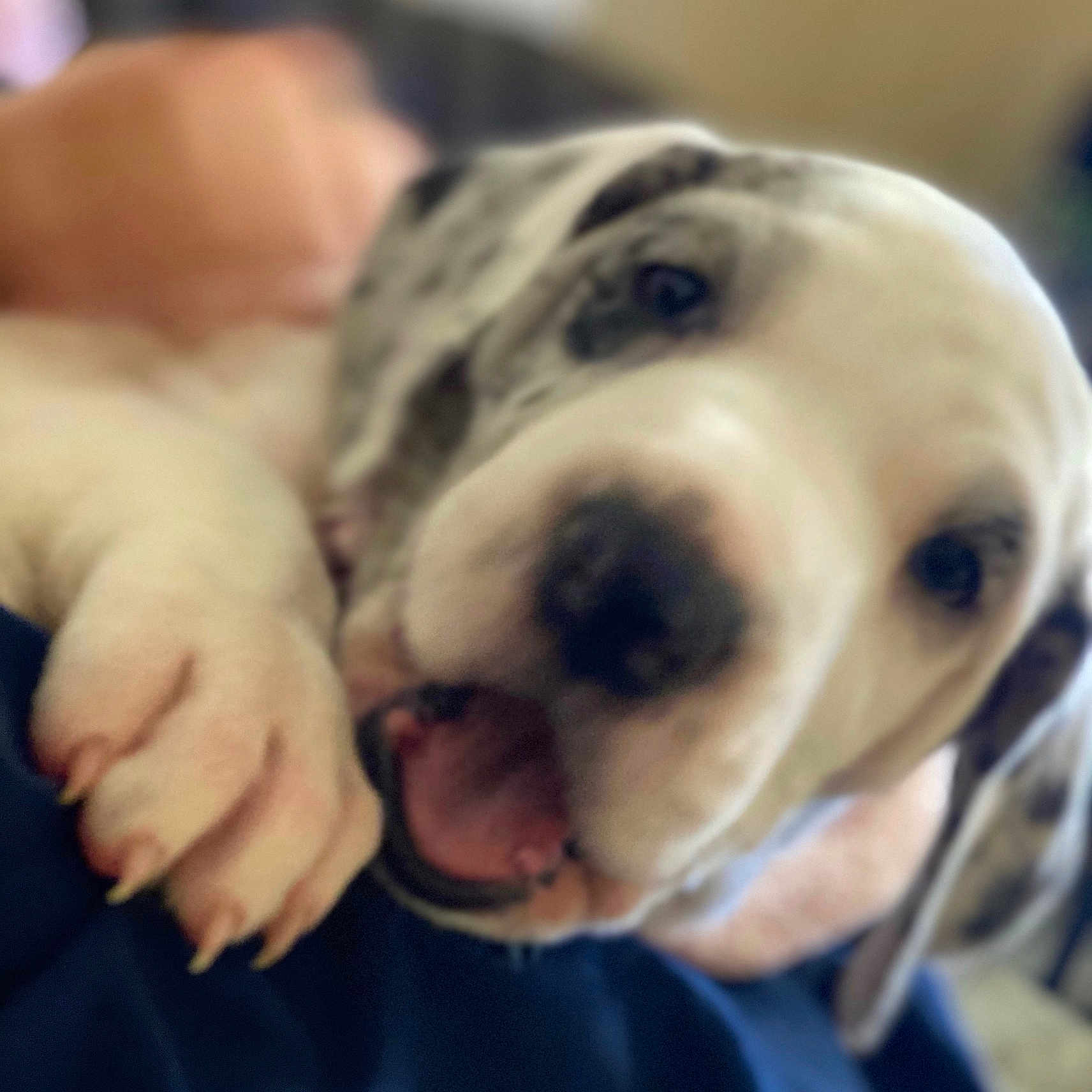 Rossi joined the competition — help win amazing prizes! animal, black, canine, closeup, cute, dog, face, friendly, fur, indoors, mouth, nose, paw, pet, playful, puppy, spotted, tongue, white, young