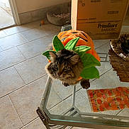 Jameson is registered to the contest to win money with this photo: cat, costume, pumpkin, glass_table, indoor, tile_floor, pet_bed, cardboard_box, decor, curious, fluffy, orange, green, animal, cute, holiday, fall, seasonal, feline, domestic
