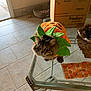 cat, costume, pumpkin, glass_table, indoor, tile_floor, pet_bed, cardboard_box, decor, curious, fluffy, orange, green, animal, cute, holiday, fall, seasonal, feline, domestic