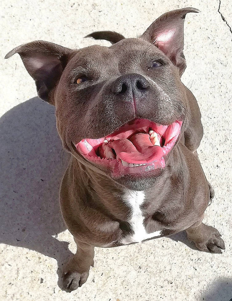 Opie a rejoint le concours — aidez-le/la à gagner de superbes lots ! american_pit_bull_terrier, american_staffordshire_terrier, bull_and_terrier, canidae, carnivore, dog, dog_breed, fawn, jaw, mammal, mouth, non_sporting_group, nose, pit_bull, rare_breed_dog, snout, staffordshire_bull_terrier, vertebrate, whiskers