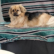 Bandit participe au concours pour gagner de l'argent avec cette photo : animal, blanket, calm, canine, comfort, couch, cozy, dog, domestic, fur, furniture, home, indoor, living_room, pet, relaxed, resting, seated, striped, window