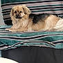 animal, blanket, calm, canine, comfort, couch, cozy, dog, domestic, fur, furniture, home, indoor, living_room, pet, relaxed, resting, seated, striped, window