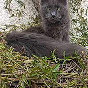 Vini participe au concours pour gagner de l'argent avec cette photo : animal, branches, cat, closeup, feline, fluffy, fur, garden, gray_cat, greenery, leaves, nature, nest, outdoor, perched, pet, plant, resting, tree, wildlife