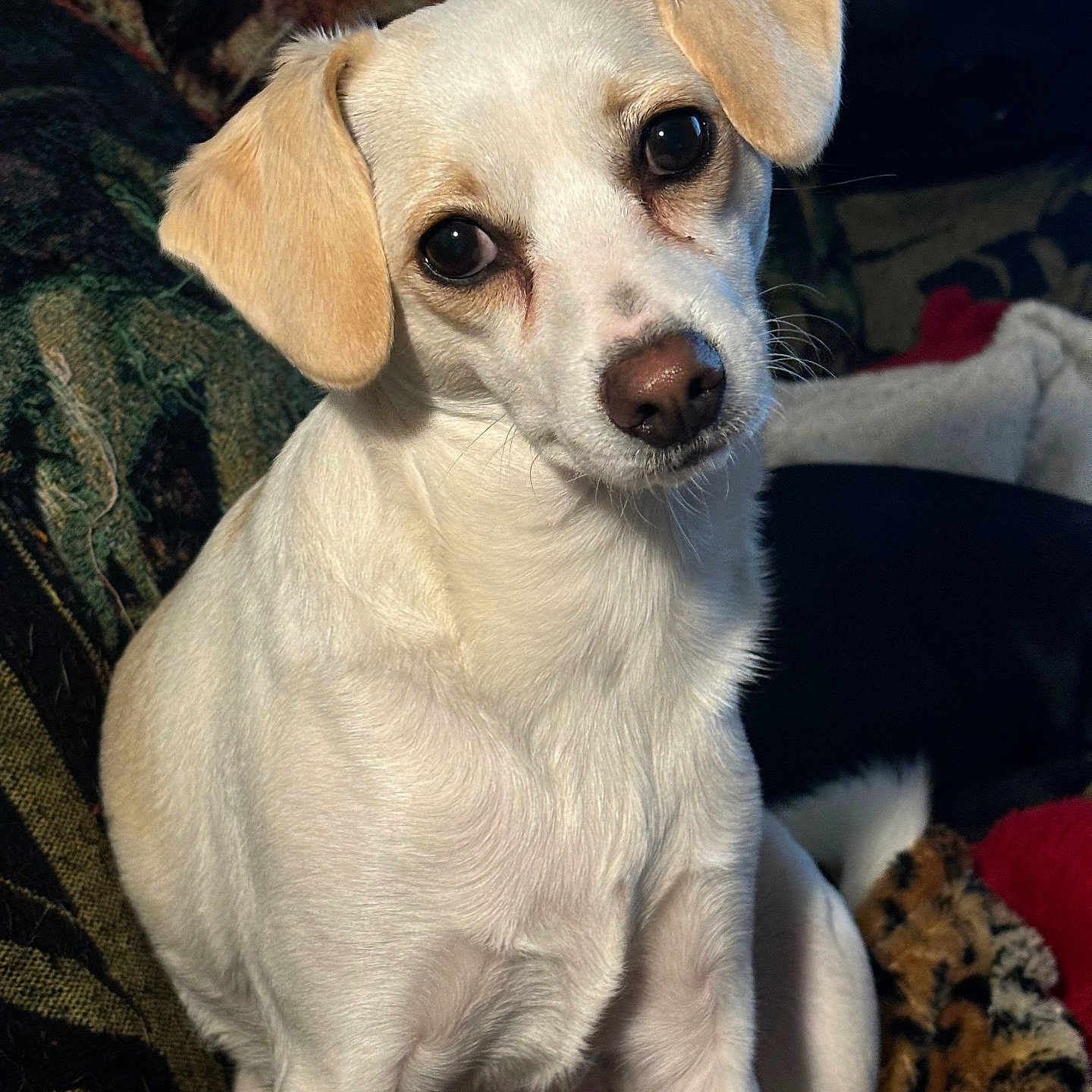 Sadie joined the competition — help win amazing prizes! animal, blanket, canine, companion, cozy, cream_colored, curious, cute, dog, domestic, ears, eyes, fluffy, friendly, fur, indoor, nose, pet, portrait, sitting