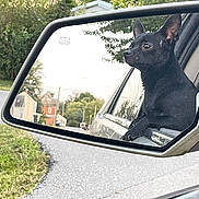 Muchacho is registered to the contest to win money with this photo: dog, black_dog, car, side_mirror, reflection, street, suburban, trees, road, vehicle, pet, animal, outdoor, daytime, ears_up, curious, window, nature, grass, house