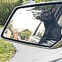 dog, black_dog, car, side_mirror, reflection, street, suburban, trees, road, vehicle, pet, animal, outdoor, daytime, ears_up, curious, window, nature, grass, house