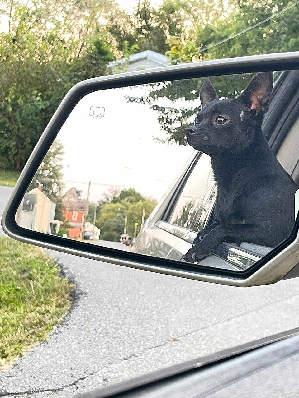 Muchacho is registered to the contest to win money with this photo: dog, black_dog, car, side_mirror, reflection, street, suburban, trees, road, vehicle, pet, animal, outdoor, daytime, ears_up, curious, window, nature, grass, house