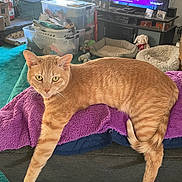 Daisy Barnett joined the competition — help win amazing prizes! cat, ginger_cat, pet, feline, indoor, living_room, couch, blanket, purple_blanket, relaxed, laying, paw, toy, pet_bed, television, window, carpet, furniture, household, cozy