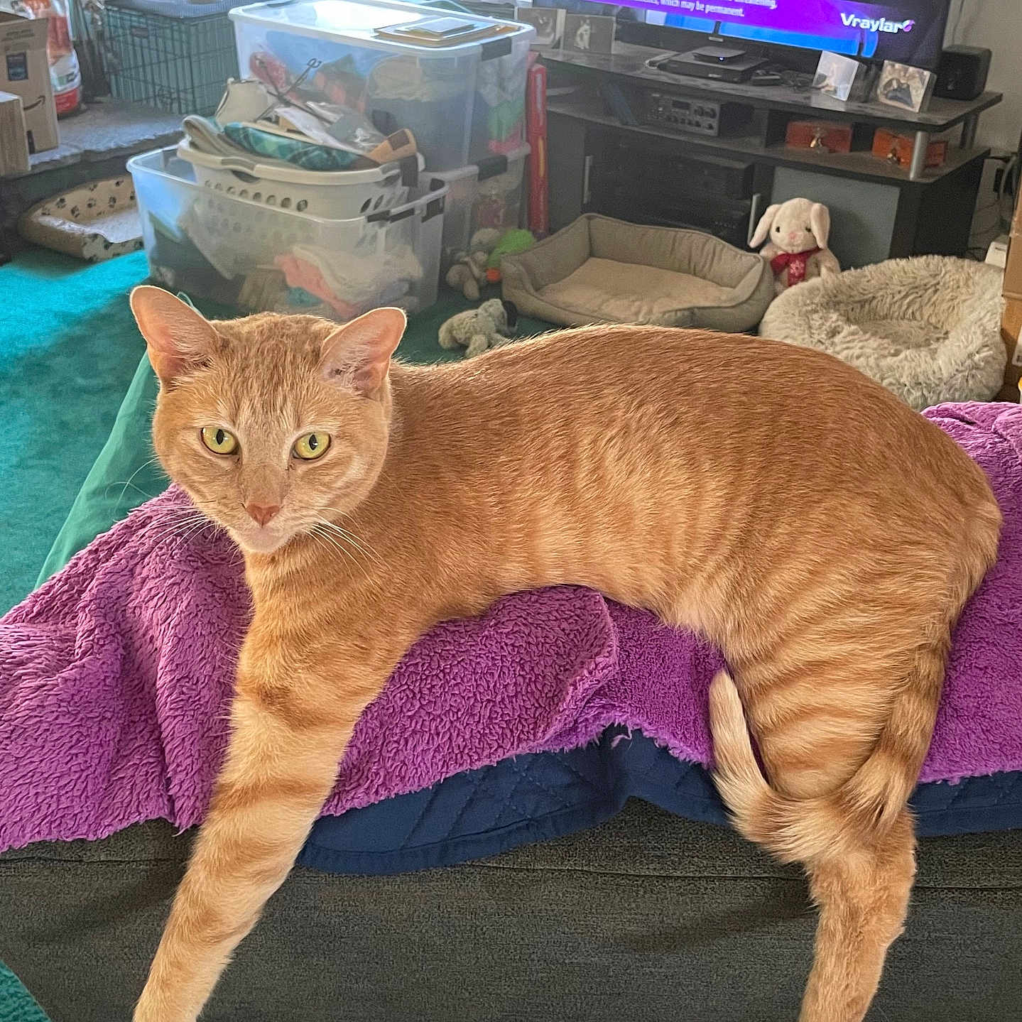 Daisy Barnett joined the competition — help win amazing prizes! blanket, carpet, cat, couch, cozy, feline, furniture, ginger_cat, household, indoor, laying, living_room, paw, pet, pet_bed, purple_blanket, relaxed, television, toy, window