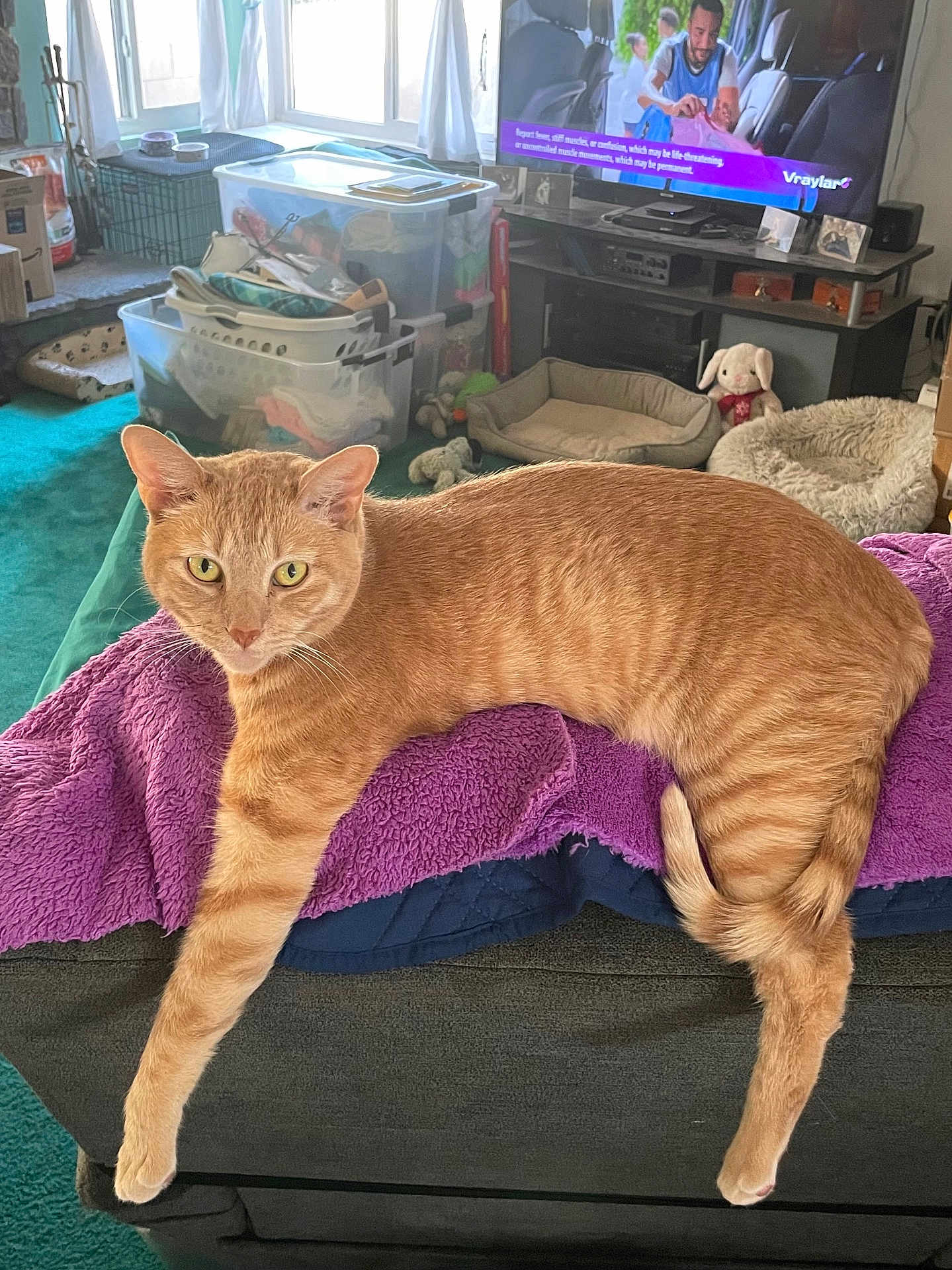 Daisy Barnett joined the competition — help win amazing prizes! cat, ginger_cat, pet, feline, indoor, living_room, couch, blanket, purple_blanket, relaxed, laying, paw, toy, pet_bed, television, window, carpet, furniture, household, cozy