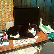Tinkerbell is registered to the contest to win money with this photo: cat, black_and_white_cat, pet, animal, desk, computer_monitor, office, papers, newspaper, notebook, chair, furniture, indoor, workspace, home_office, wooden_table, lying_down, sitting, relaxed, cluttered_desk