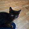 adorable, animal, black_cat, blue_surface, close_up, curious, cute, domestic_cat, ears, eye_contact, feline, fur, indoor, kitten, looking_up, pet, small, whiskers, wooden_floor, young